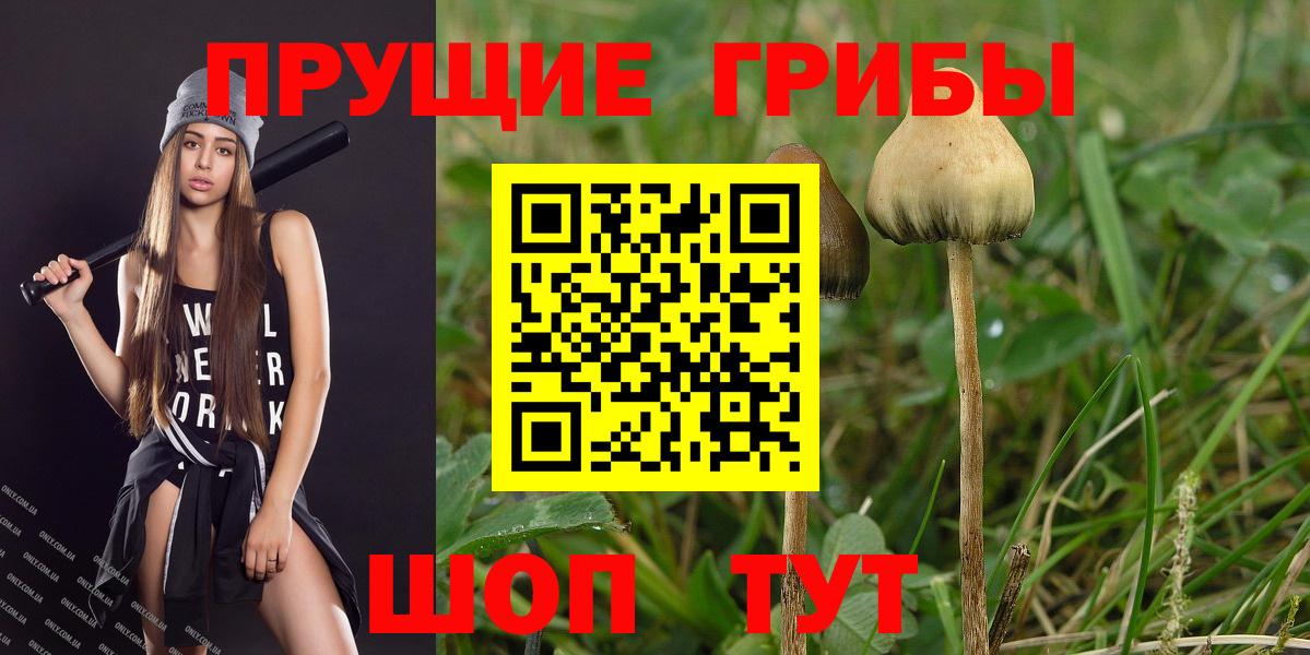 Тара  Галлюциногенные грибы Psilocybe  Вход с VPN 